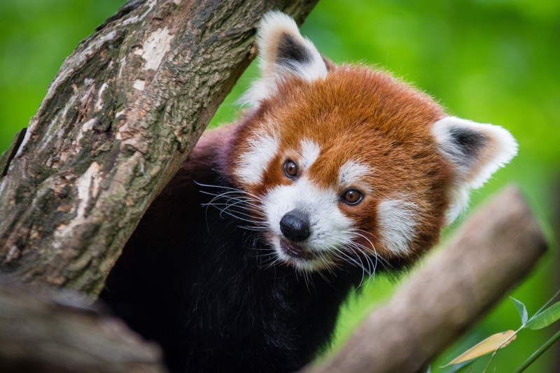 süß, wildlife, bokeh, sueß, tail, fur, germany, tree, deutschland, red  panda, natur, bear, paw  foot, animal, orange, zoo, high, red, depthoffield, nikon