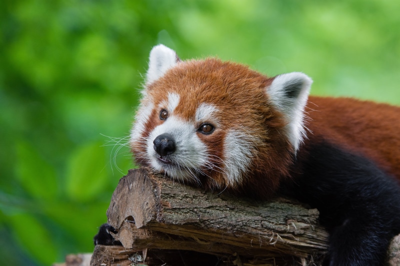 natur, animal, spring, depth, young, fur, vintage, animals, ailurus  fulgens, tierpark, nose, paw  foot, frühling, feet, tail, d7100, kleiner, germany