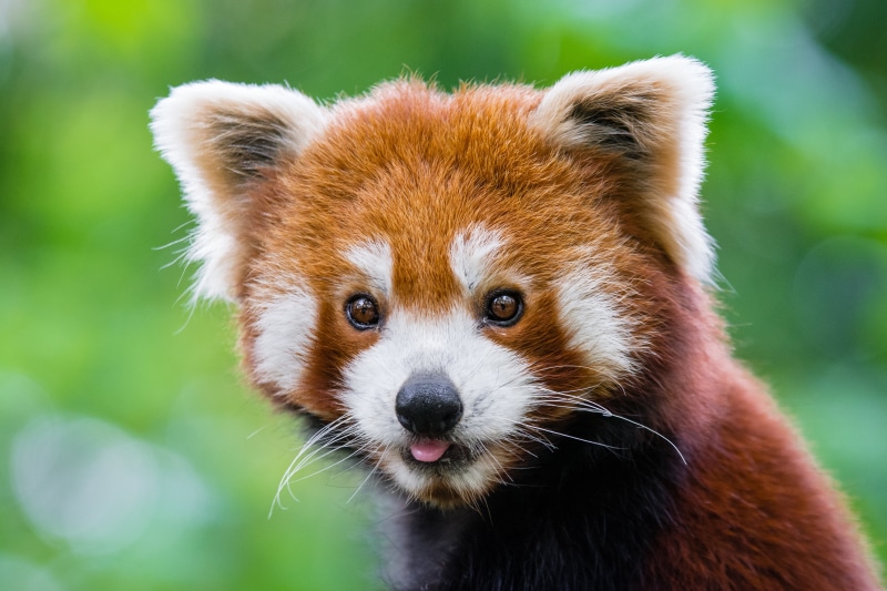 bamboo, species, animals, tree, depth, male, red, cute, paw  foot, sueß, vintage, suess, feet, nature, weekend, d7100, roter, female, nikon, natur, red  panda