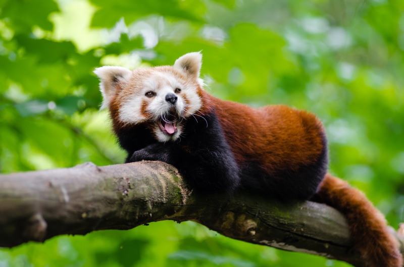 schwanz, young, mammal, orange, zoo, trash, deutschland, 4K, tail, white Trash, bamboo, ailurus  fulgens, nase, high, mozilla  firefox, face, tierpark