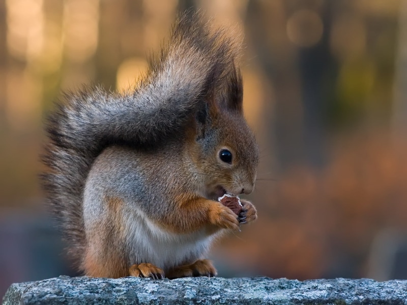 Hietaniemi  cemetery, wildlife, whiskers, sqrl, paws, claws, animal, toes, face, eyes, orange, tail, brown, fur, forest, focus, colours, posture, background