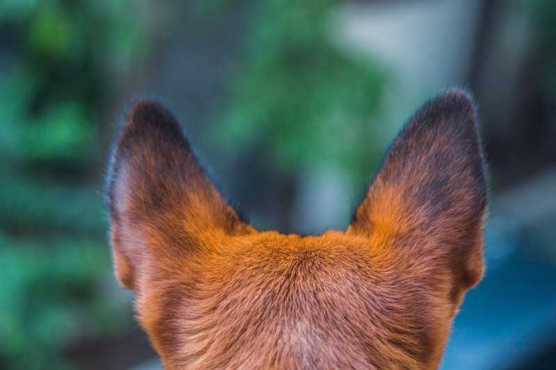 fur, vertebrate, tail, Puppy, domestic, animal wildlife, sign, Pet, face, no people, Cute, looking, friendship, 5K, wildlife, playful, whisker, small