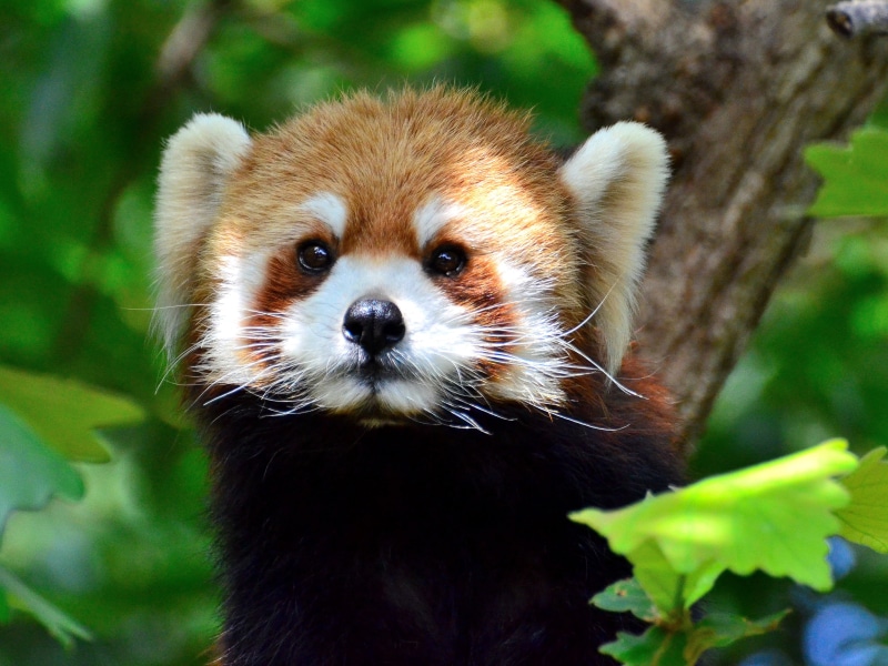 red, Animal, Nogeyama Zoo, Lovely, Yokohama, tree, forest, Cute, Animals, nature, Nogeyama-Zoo, Endangered-Species, panda - Animal, Firefox, panda, Red-Panda