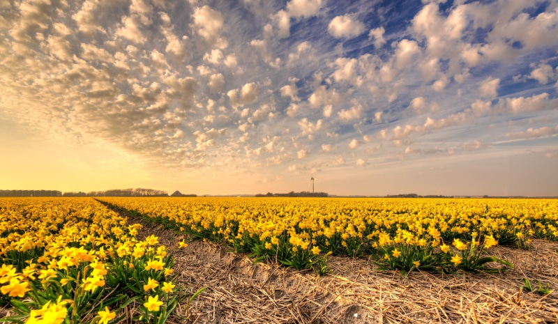 narcis, plant, sky, rural Scene, sunny, 5K, flowerbed, Daffodils, polder, springtime, blue, farm, oilseed Rape, Noord-Holland, sunflower, Nikon D750, crop