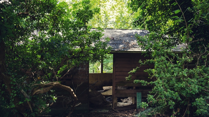 building, cabin, 5K, Bushes, building exterior, abandoned, no people, wood - material, tree, day, architecture, old, damaged, nature, built structure