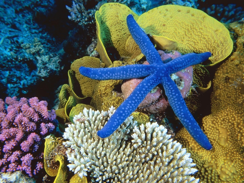 720P, great barrier reef