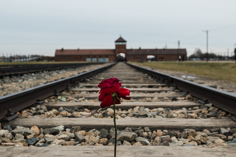 rock - object, rail transportation, railroad tie, pebble, solid, rose, transportation, concentration camp, sad, oświęcim, remember, auschwitz, memorial and museum auschwitz-birkenau