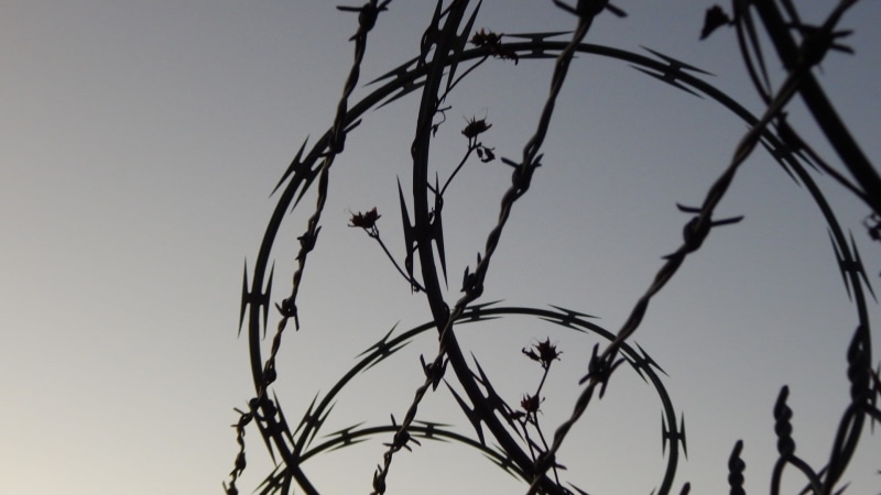 tree, branch, close-up, beauty in nature, 1080P, nature, sky, razor wire, safety, protection, plant, day, low angle view, clear sky, outdoors, no people
