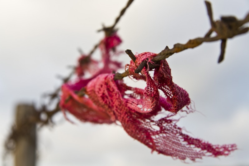 macro, fragility, flower, barbed wire, vulnerability, outdoors, beauty in nature, close-up, no people, twig, winter, cold temperature, selective focus