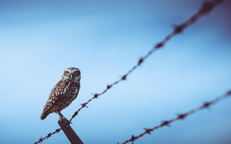 animal, animals, fence, 1080P, safety, sky, animal themes, animals in the wild, no people, barbed wire, owl, barrier, birds, wire, day, security, bird