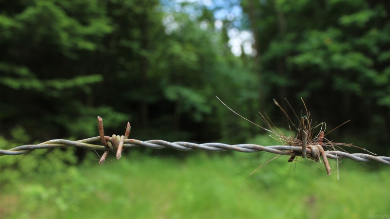 barbed wire, day, 1080P, focus on foreground, green color, nature, safety, security, tree, plants, protection, close-up, boundary, fence, no people, outdoors
