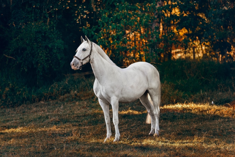 stallion, forest, animal, egret, day, animal themes, ardeidae, mammal, outdoors, ground, herbivorous, field, ampersand, colt horse, foal, horse, plant