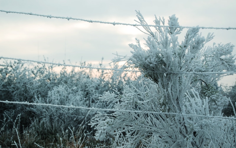 nature, cold temperature, cold, barbed wire, land, plant, trees, snow, ice, growth, overgrown, outdoors, winter, overcast, bare tree, tranquil scene, field