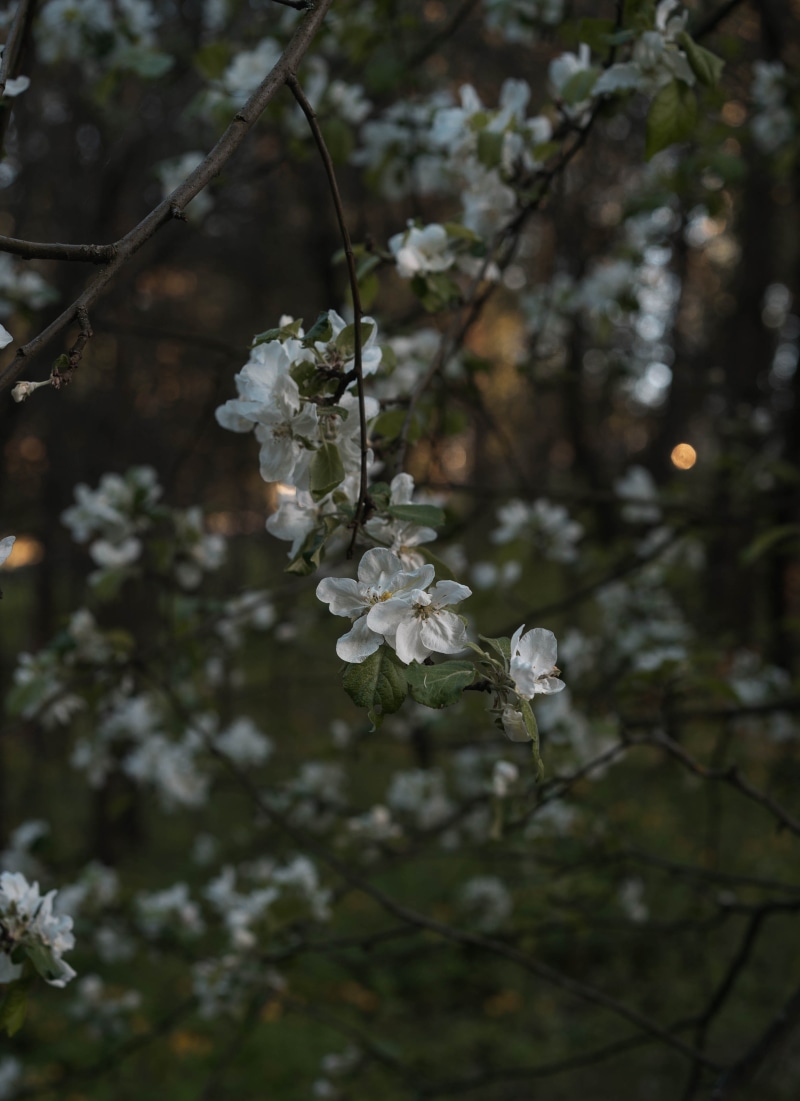 love, cherry tree, girl, days, day, nature, flowering plant, cherry blossom, springtime, outdoors, spring, blossom, close-up, beauty in nature, world, holiday