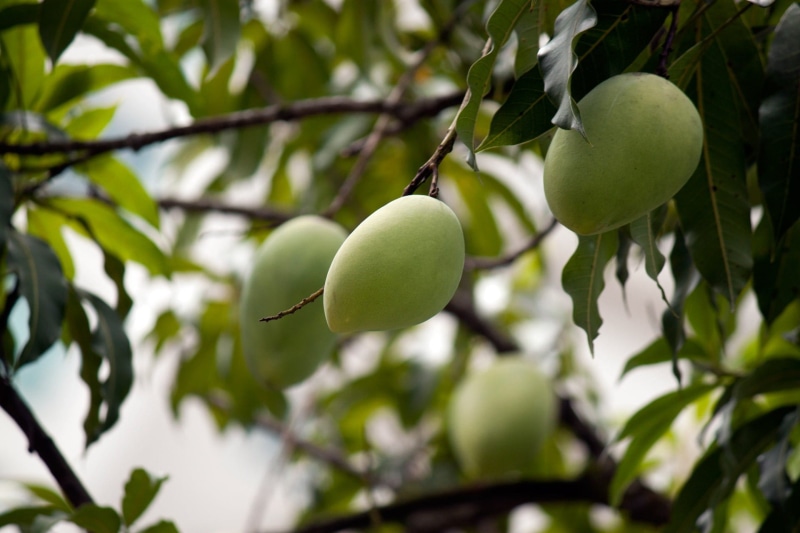 leaves, plant part, close-up, branch, mango, nature, apple, plant, tree, mango tree, healthy eating, no people, focus on foreground, green, daytime, outdoors