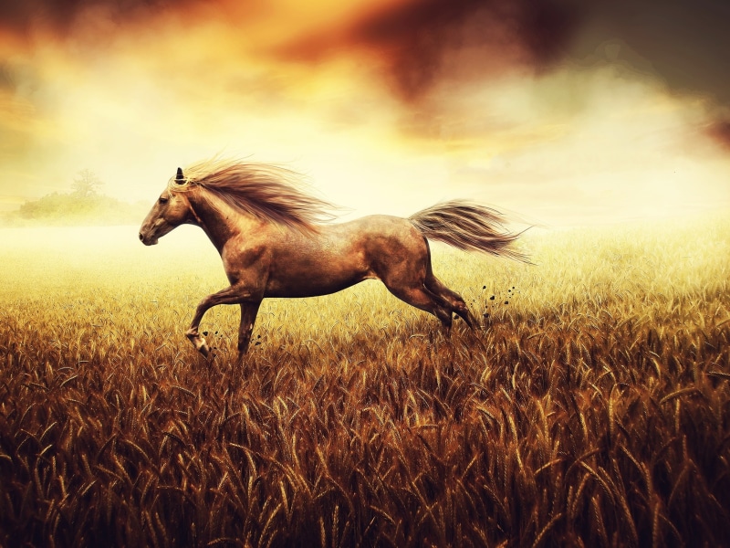 Cornfield, Run, Horse, 2K, runs