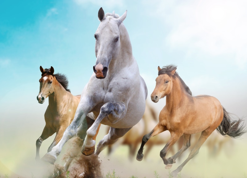 brown, nature, field, animal themes, vertebrate, animal, meadow, agriculture, 5K, bay Horse, motion, day, animal wildlife, white, mare, rural Scene