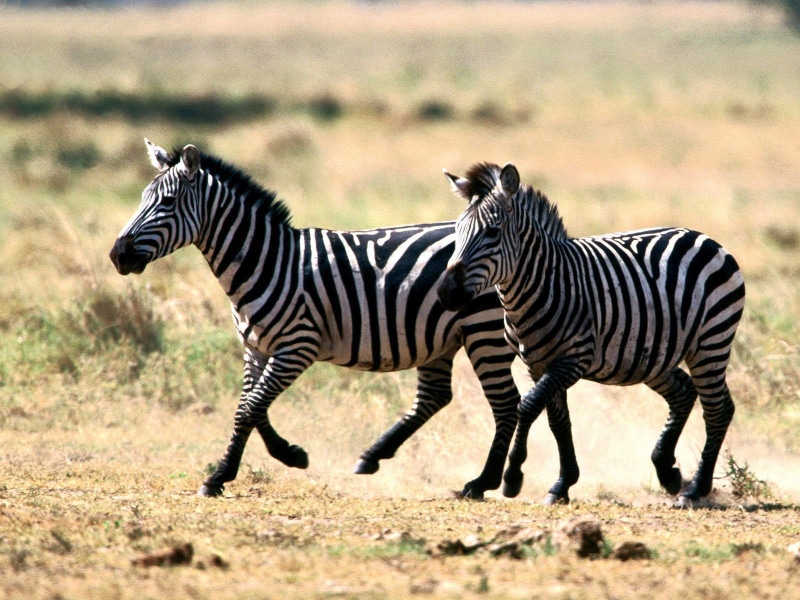 720P, running, black and white, horse, white, animal, zebra, black