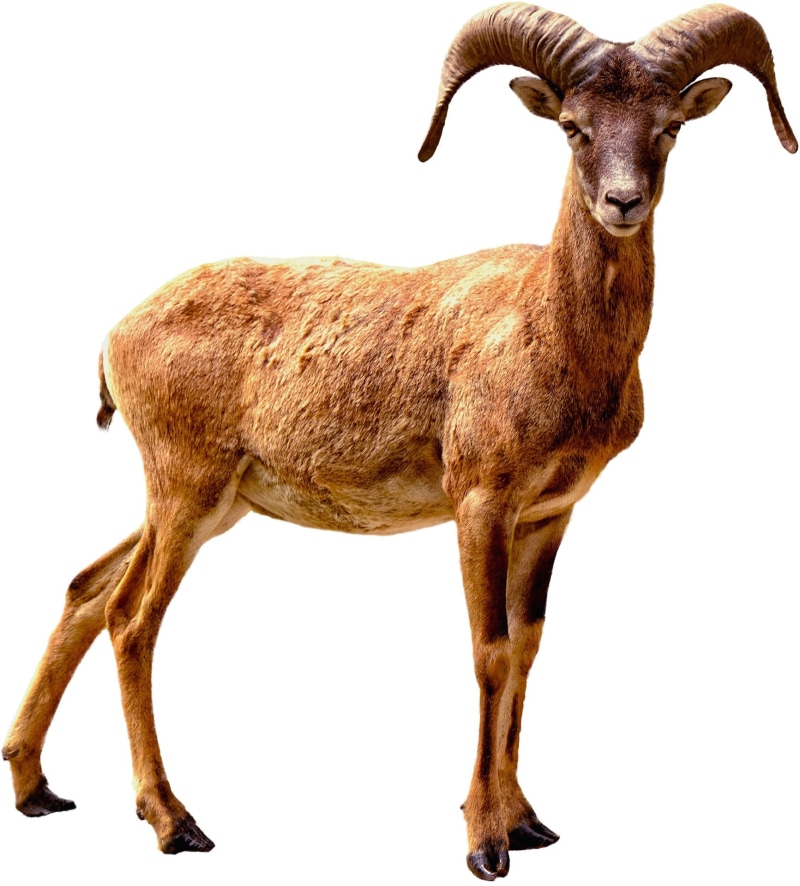 white Background, looking at camera, 1080P, art, natural, wild animal, studio shot, no people, creature, deer, livestock, goat, animal themes, transparent