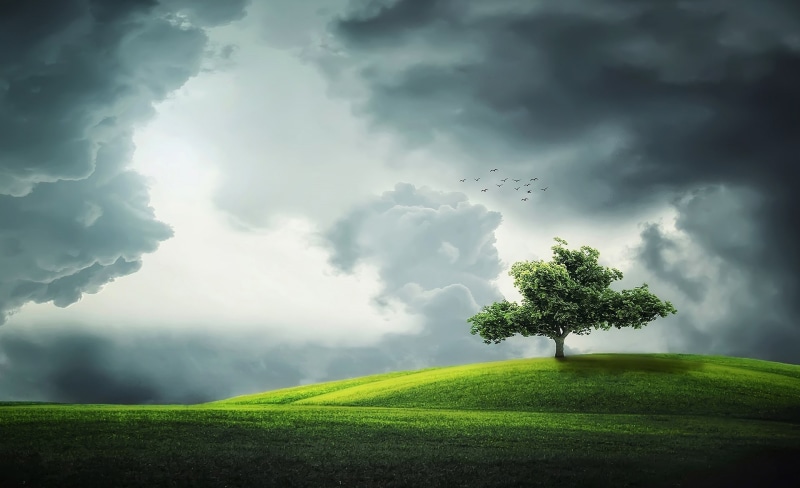 no people, Amazing, environment, field, scenics - nature, 1080P, tranquility, hill, land, Grass, Clouds, Green, green color, day, onetree, growth, Creative