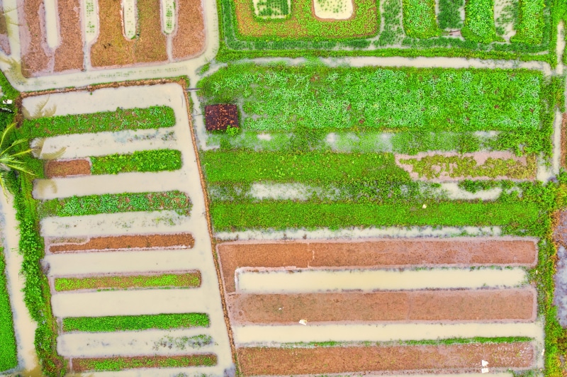 drone, landscape, vintage, nature, farm, farming, rural, plantation, green color, grass, 5K, close-up, color, drawing, creative, art, day, high angle view