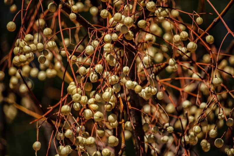 growth, food, symbol, dried, beauty in nature, no people, close-up, nature, food and drink, organic, green, tree, healthy, dry, twig, white, 5K, drawing