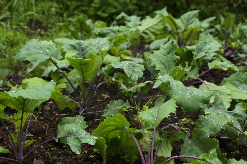 outdoors, leaf, food and drink, design, vegetarian, plant, drop, healthy eating, herb, plantation, close-up, organic, eating, crop, fruit, gardening, beauty in nature