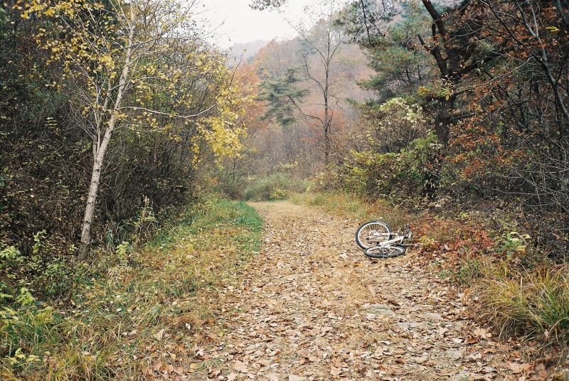 green Color, grass, the way forward, autumn, travel, non-Urban Scene, field, cycling, scenics, gray, street, no People, sunlight, orange Color, tree, growth