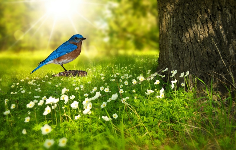 wood, bluebird, no people, day, land, grass, bird png, plant, tree trunk, animal, light, animal themes, tree, selective focus, sun, trunk, meadow, vertebrate