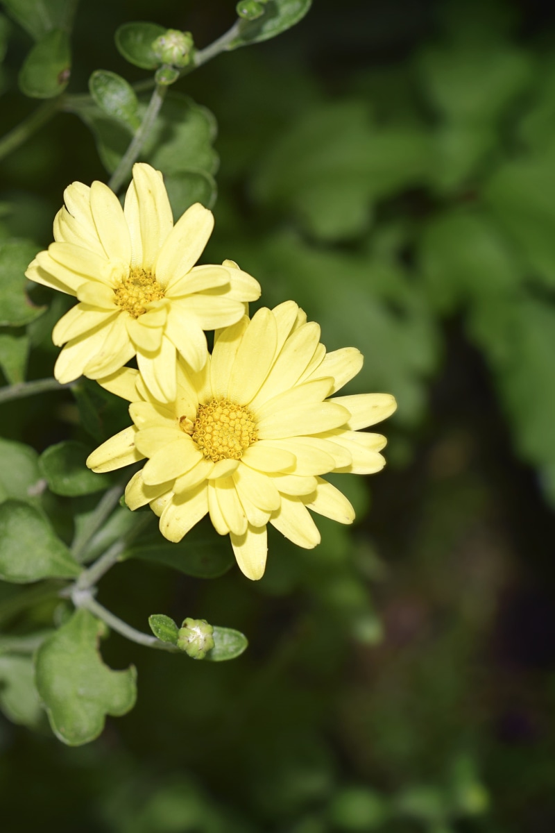agriculture, botany, happiness, natural, day, botanical, environment, mums, petals, petal, horticulture, healthy, gardening, grass, floral, color, greenhouse