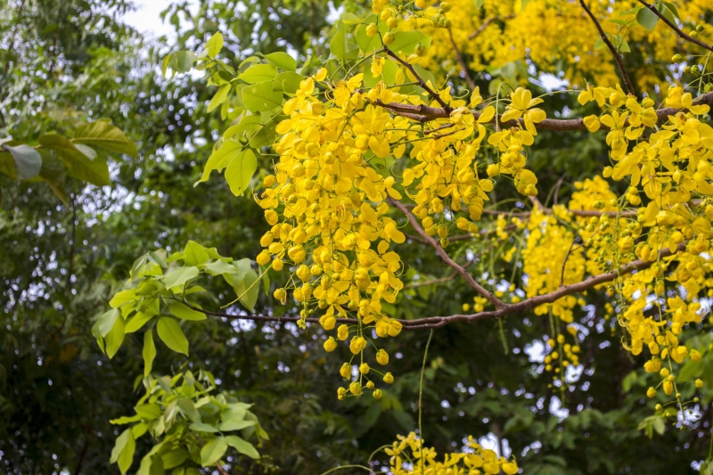 official flower kerala, close-up, flowering plant, yellow, branch, no people, cassia fistula, blossom, fragility, plant, freshness, springtime, leaf, growth