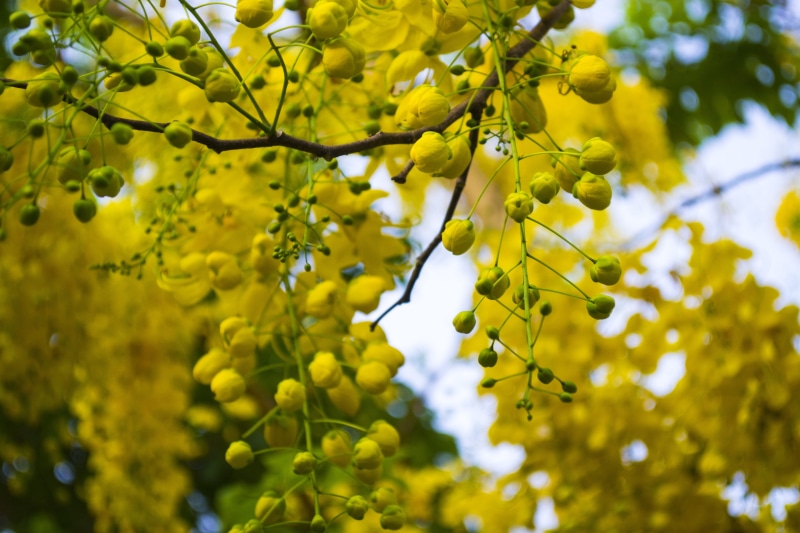 cassia fistula, konna poo, focus on foreground, plant, growth, fragility, selective focus, green color, branch, indian laburnum, plant part, freshness