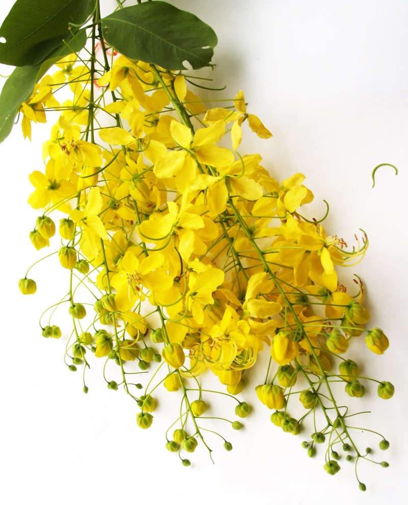 beauty in nature, yellow, tropica, shower, caesalpiniaceae, indian, purging, white background, close-up, fragility, petaled, photo, hanging, growth, flowering plant