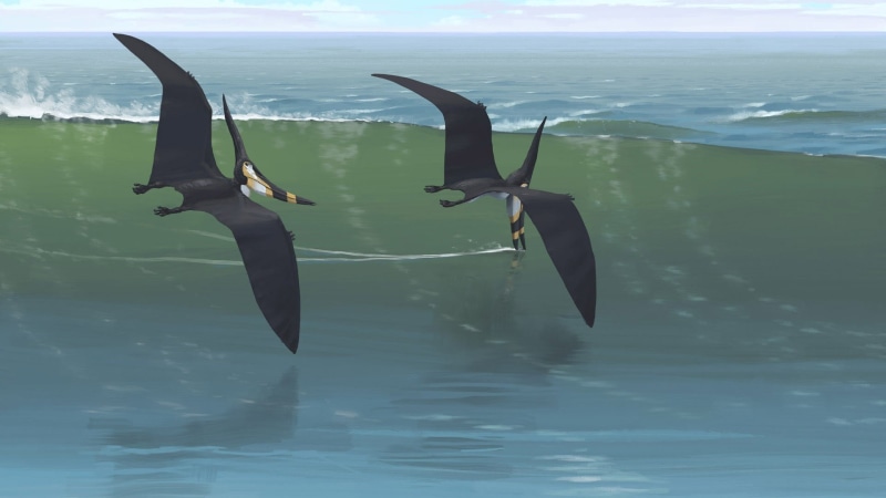 Pteranodon, mid-air, nature, animal, flying, water, outdoors, animal wildlife, bird, vertebrate, sea, marine, one animal, animal themes, dinosaurs, Simon Stålenhag