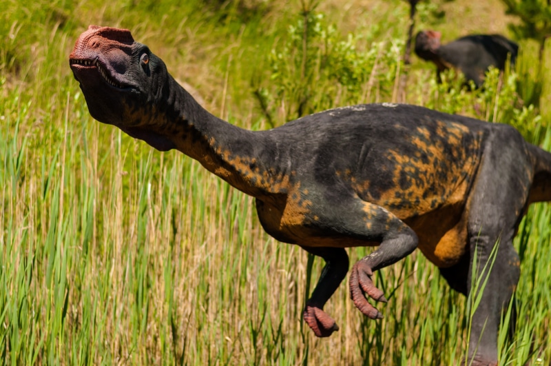 great, grass, black, ceratopsians, quetzalcoatlus, stygimoloch, monstrous, abrictosaurus, profile view, tooth, Extinct, animal body part, spinosaurus, jurapark