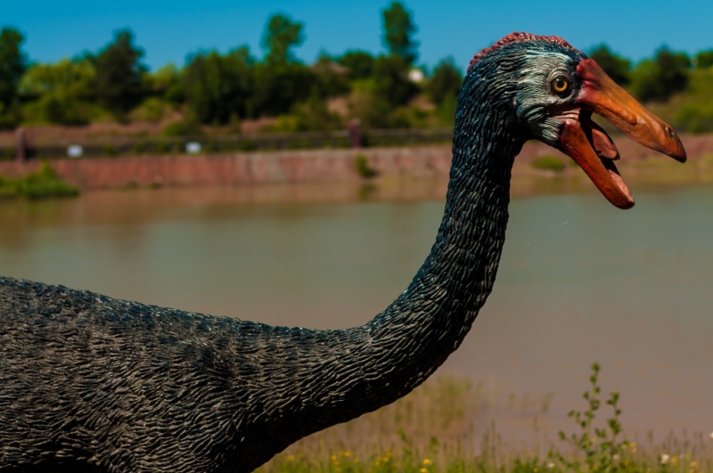 animal themes, wildlife, theropods, black, terrible, photography, vertebrate, kentrosaurus, edmontosaurus, day, giant, jaws, predator, dead, krasiejów