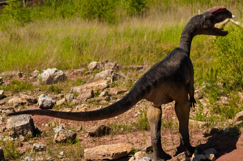 ankylosaurid, side view, shark, jaws, krasiejów, giganotosaurus, nature, jurassic, old, day, gray, fossil, no people, grass, pterodactyl, field, diplodocus