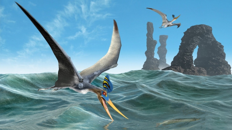 animal themes, flying, gray, nature, animal wildlife, vertebrate, waterfront, animals in the wild, rocks, spread wings, outdoors, arch, bird, pterodactyl