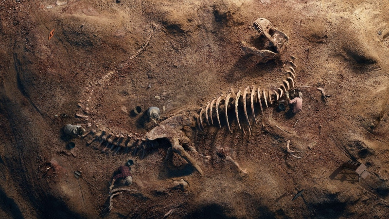 Fossil, rex, 1080P, T-Rex, t