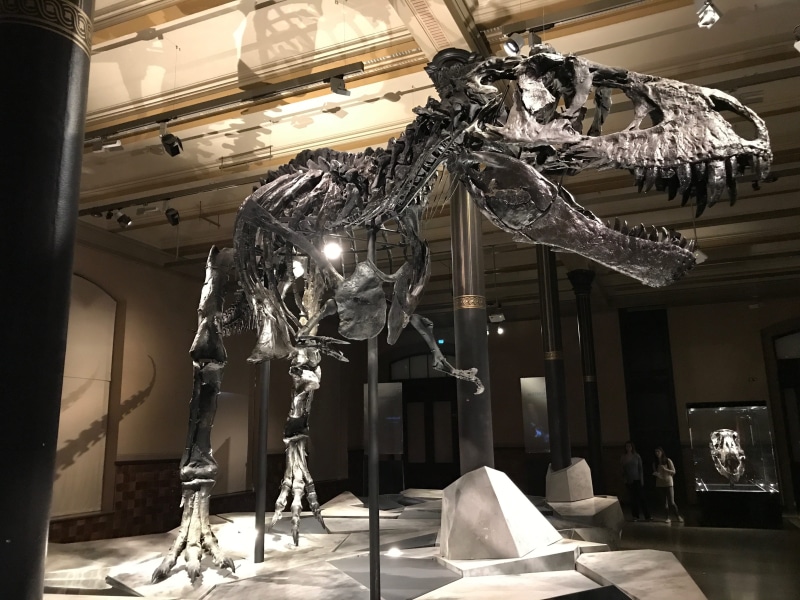dangerous, rex, illuminated, domestic room, hanging, building, luxury, technology, lighting equipment, dinosaur, no people, evolution, nature, day, absence