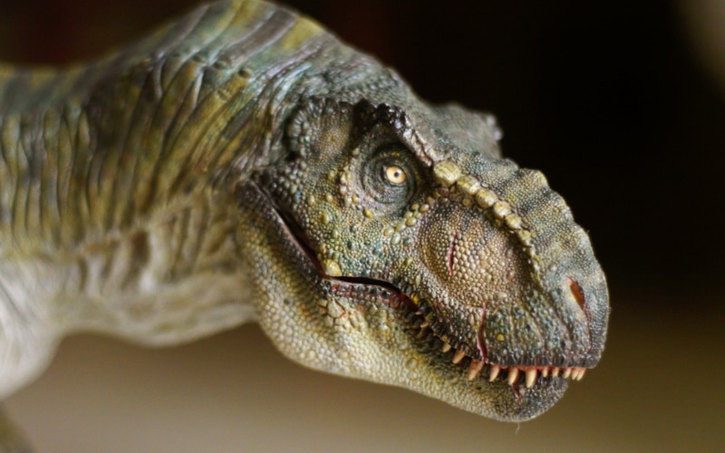 iguana, animal, one animal, eye, animal body part, studio shot, mouth open, profile view, animal wildlife, vertebrate, reptile, animal scale, portrait