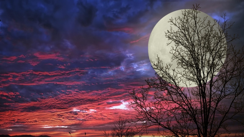 digital composite, tree, planetary moon, silhouette, scenics - nature, night, full moon, no people, branch, plant, sunset, tranquil scene, moon, bare tree