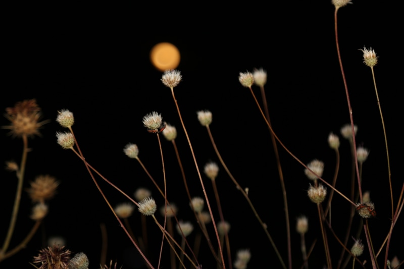 growth, close-up, 5K, plant stem, month, outdoors, fullmoon, softness, plant, flowering plant, beauty in nature, focus on foreground, field, night, flower