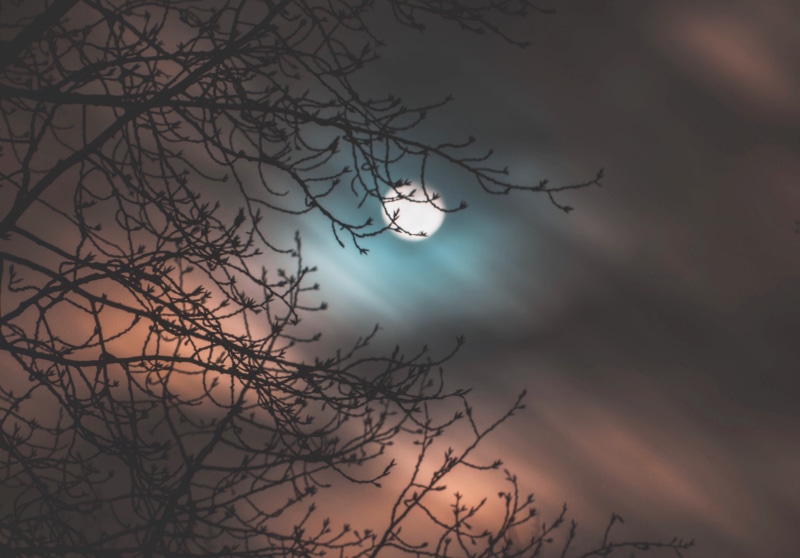 fullmoon, scenics - nature, sky, dead plant, astronomy, low angle view, night, sunset, woodland, no people, moon, plant, dusk, time, silhouette, beauty in nature
