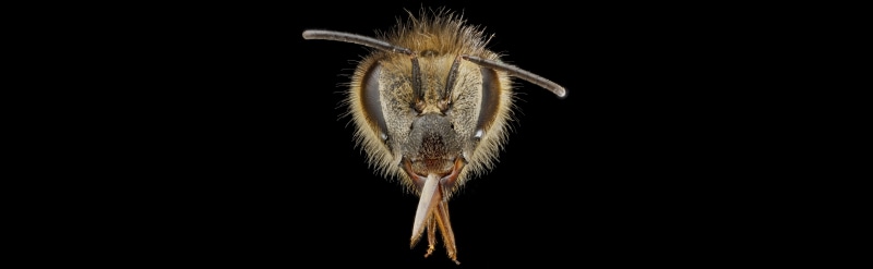 Animal, apini, animal mouth, Bees, animal head, apinae, arthropods, pollinator, animal wildlife, copy space, mellifera, Black, anthophila, beltsville, no people