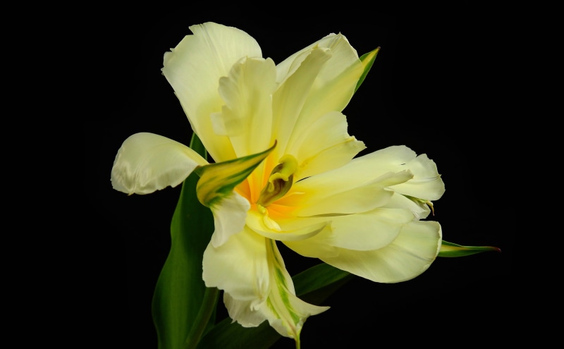 Plant, growth, studio shot, nature, black background, Season, fragility, close-up, beauty in nature, Blossom, Black, indoors, yellow, Flower, vulnerability