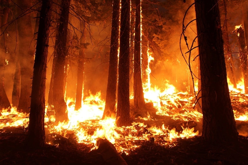 forest fire, wild, wildfire, trunk, fire, 1080P, land, pine tree, bunch, forest, environmental issues, natural disaster, woodland, tree, flame, pine woodland