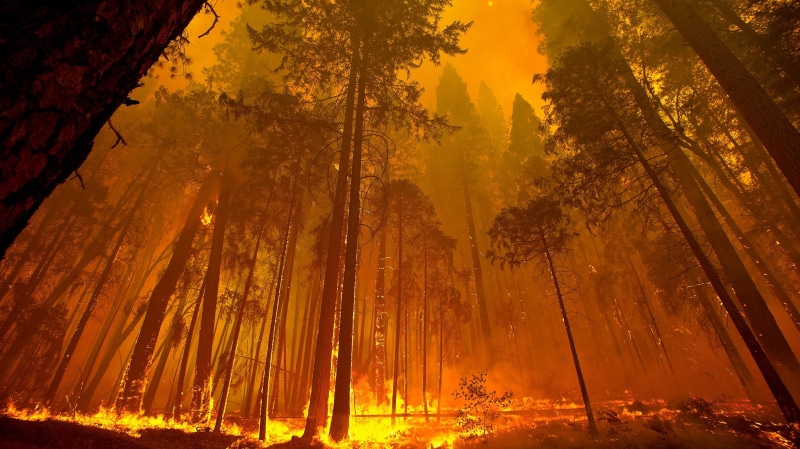 fire, 4K, wood, trees, forest, nature, wildfire, photography