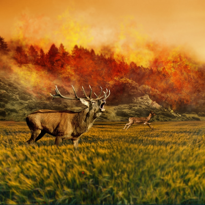 background, animal themes, field, fallow deer, wild, animal wildlife, animals in the wild, two animals, forest, destruction, scheu, damm wild, autumn, eradication