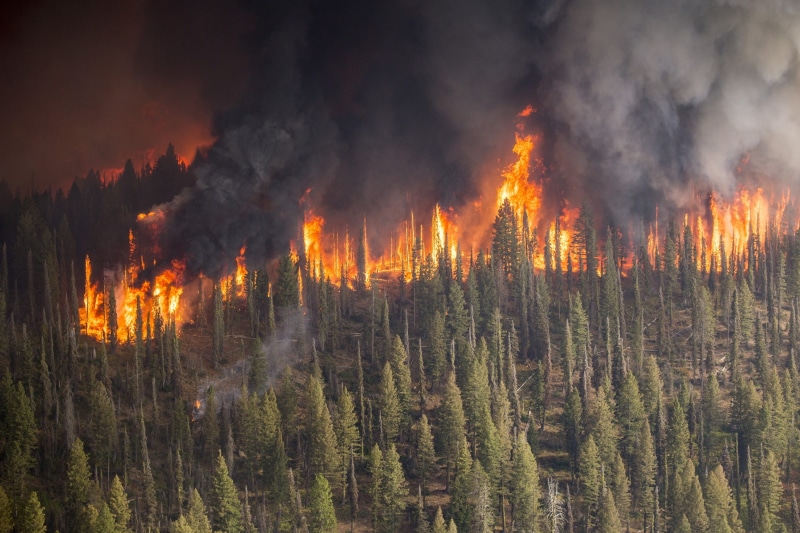no people, boise national forest, pine woodland, coniferous tree, forest fire, danger, firefighters, power in nature, fire, land, 2K, damage, flame, burning